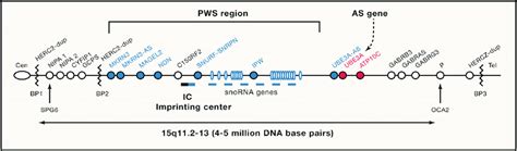 dna replication timing in prader willi region|asynchronous replication pca.